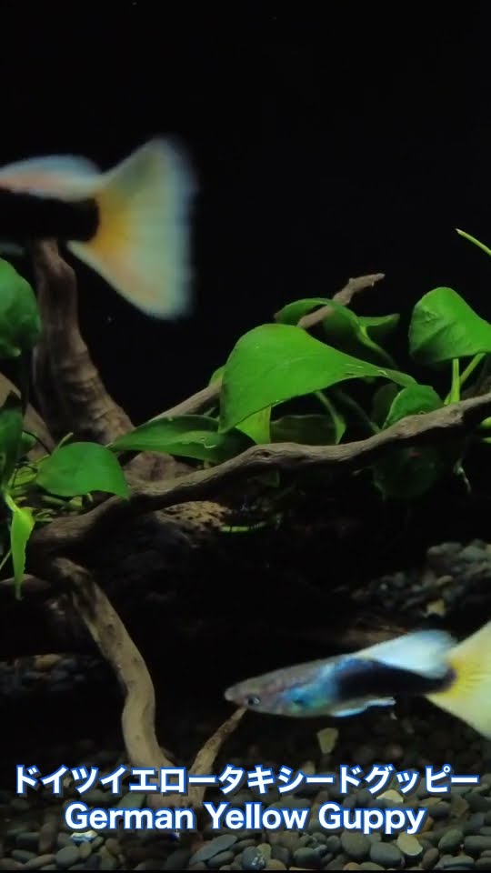 ドイツイエロータキシードグッピー リボン